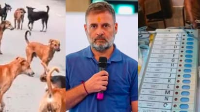 stray dog, Rahul Gandhi, EVM