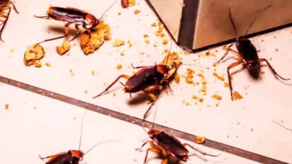 Cockroaches, Expired Food at Amazon, Blinkit Warehouse