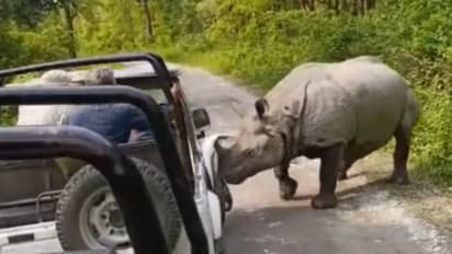 Rhino Charges At Assam Safari Jeep