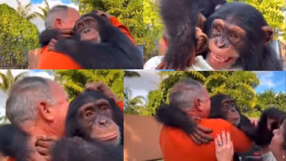 chimpanji reunion with caregivers