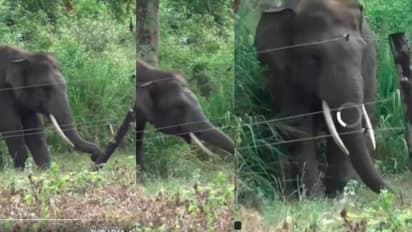 Elephant Intelligence, Clever Trick to Cross Solar Fence