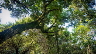 Canada's Quebec Town Grants Trees ‘Fundamental Rights’ In Bold Green Move