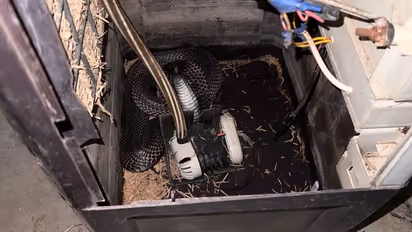 Cobra