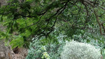 Panathur Tree Park
