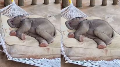 Adorable Baby Elephant Snores Peacefully