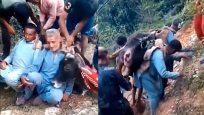 Brothers carrying ailing cow on their backs for 3km