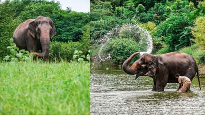 Elephant Madhuri's New Home: Vantara Sends Heartwarming Message