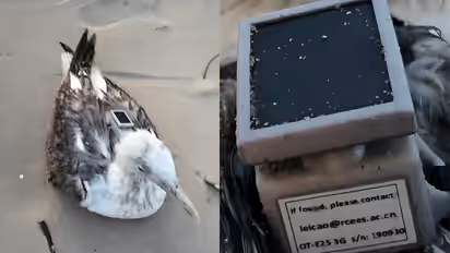 Seagull with China made GPS tracker