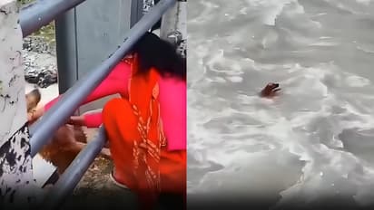 Nepal Dog Cruelty Video Woman Throws Dog From Pankot Bridge Into Seti River Video Sparks Outrage