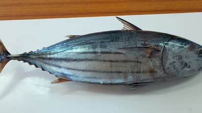 tuna fish