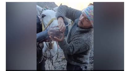 kedarnath trek horse