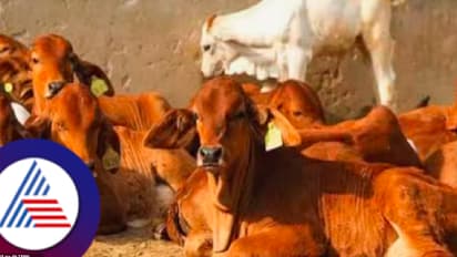 Uttara kannada honnavara cow slaughte