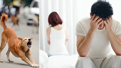 Divorce over stray dogs