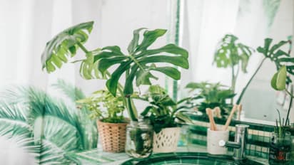 indoor plants hydrated