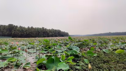 tirunavaya lotus farm
