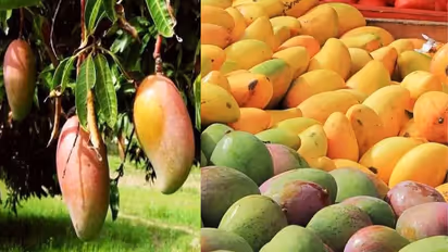 Karnataka Mango farmers