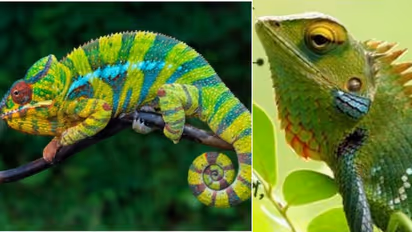 Chameleons