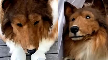 viral news japanese man spend 2 million yen become a dog takes first public walk bsm