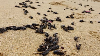 How-to-get-rid-of-crickets-in-rainy-season