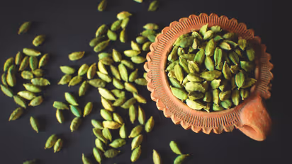 How To Grow Cardamom Plant