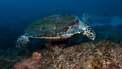 World Turtle Day