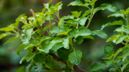 8 healthy benefits of having tulsi patta every morning