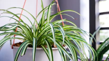 spider plant