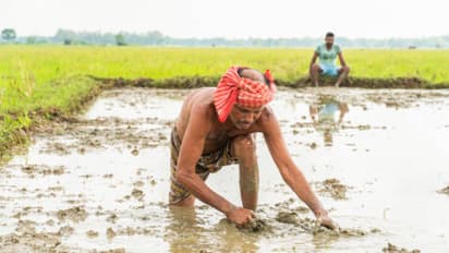 India Global Rice Leadership With Record Harvest