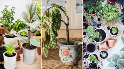 Balcony Garden Plants Long Life Secret in 5 ingredients