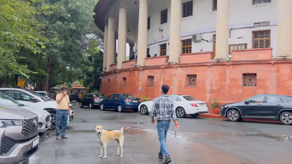 Street Dog at Supreme Court of India