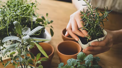 Poisonous houseplants