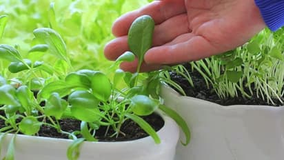 Kitchen garden spinach Growing Fast Tips