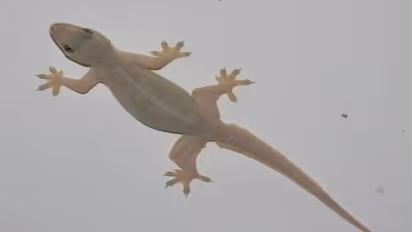 lizard falling on the body