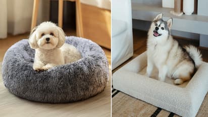 Dog Bed under 500 Best Deal In Diwali Sale 2025 Offers