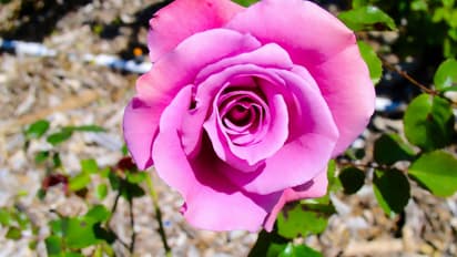 best rose varieties for winter india