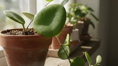 Indoor plants for love and relationships