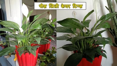 How to prevent Your home Peace Lily From Drying