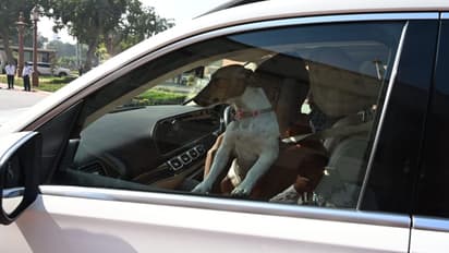 renuka chowdhury dog controversy