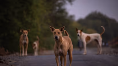 stray dog attack-three year old lost finger