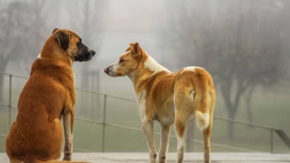 telangana stray dogs