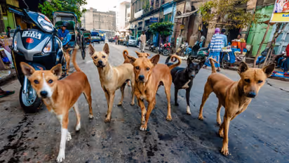 Dharwad 9 injured in stray dog attack angry locals kill dog amid negligence