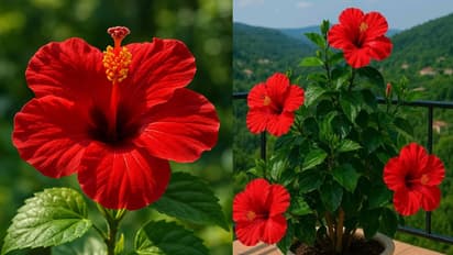 gudhal plant growing tips