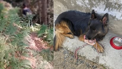 indian army dog tyson kishtwar jk jem terrorists encounter 2 para special forces operation trashi