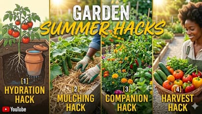 Keep your plants healthy this summer with alum water