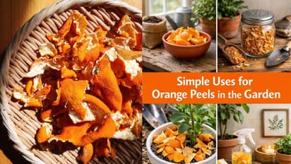 orange peel gardening uses