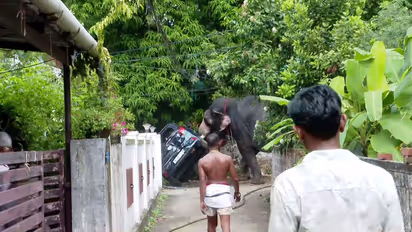 elephant attack