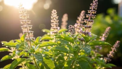 Kitchen waste turned into plant superfood
