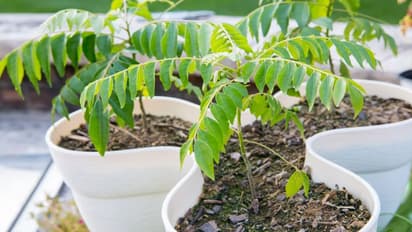Aloe vera magic for stronger roots