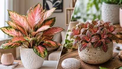 Pink Leaf Plants
