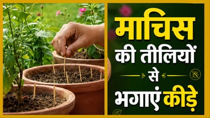 Gardening Tips